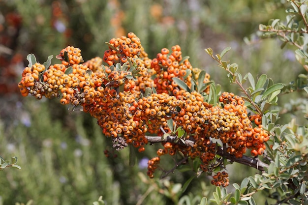 Berberitzenstrauch mit roten Beeren