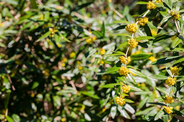 Bérbero japonés Flores amarillas Berberis thunbergii Floración del agracejo de Thunberg Grupo de hermosas flores pequeñas de pétalos amarillos en flor