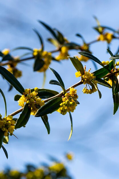 Bérbero japonés Flores amarillas Berberis thunbergii Floración del agracejo de Thunberg Grupo de hermosas flores pequeñas de pétalos amarillos en flor