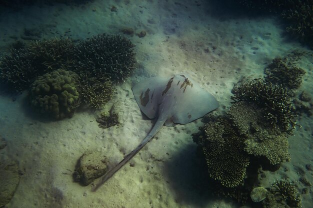 Überblick über Stingray on the Bottom of the OceanWildlife Concept