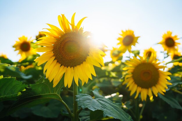 Bereich der blühenden Sonnenblumen Organischer und natürlicher Blumenhintergrund Landwirtschaft an einem sonnigen Tag