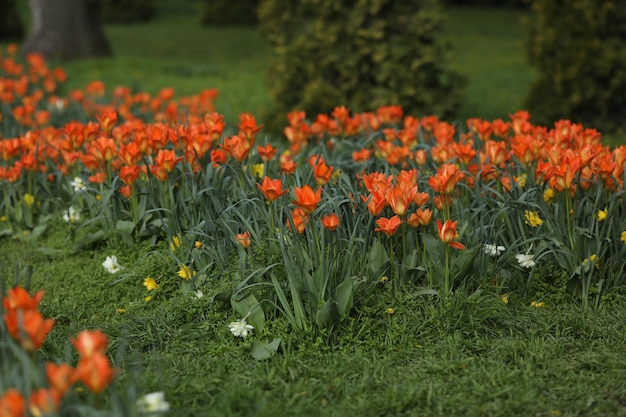 Bereich der bunten Tulpen Muster von Frühlingsblumen