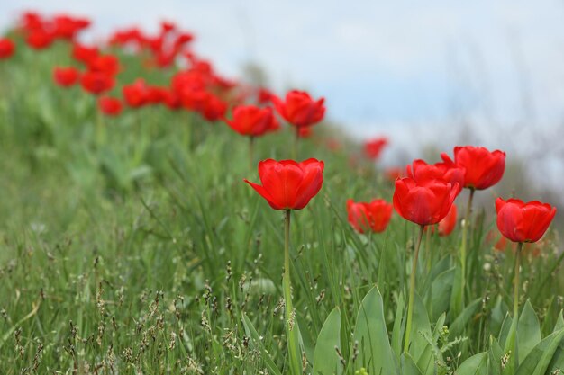 Bereich der bunten Tulpen Muster von Frühlingsblumen