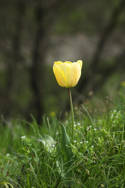 Bereich der bunten Tulpen Muster von Frühlingsblumen