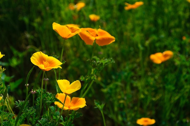 Bereich der goldenen Mohnblume Kaliforniens Bereich der gelben Blumen