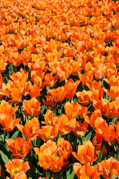 Bereich der orange Tulpen