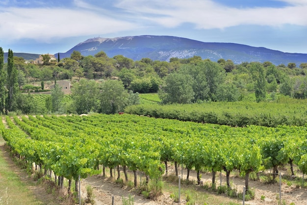 Bereich der Weinrebe im Sommer wächst in Vaucluse in Frankreich