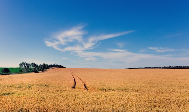 Bereich des reifen Weizens Bunte Landschaft Farmer-Konzept Weizen