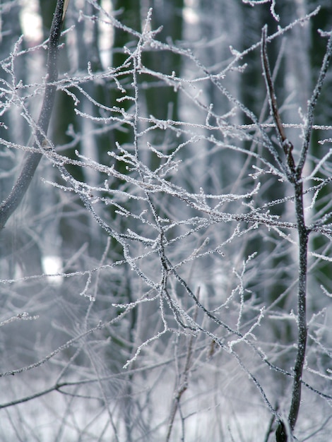 Foto bereifte baumaste im winterwald