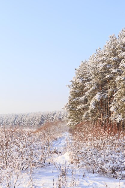 Bereifte Kiefern gegen einen blauen Himmel