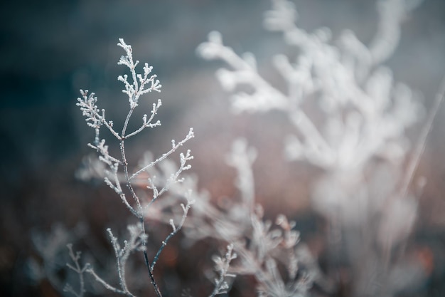 Bereifte Pflanzen in einem Wald Winternaturhintergrund