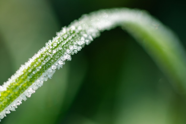 Bereifter früher eisiger Morgen des grünen Grases. Der Winter kommt. Makro Nahaufnahme Foto. Platz kopieren.