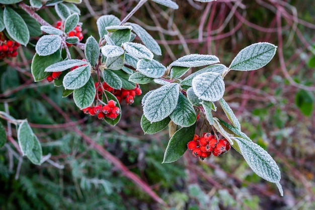 Bereifter Zweig mit roten reifen Früchten Pyracantha-coccinea.
