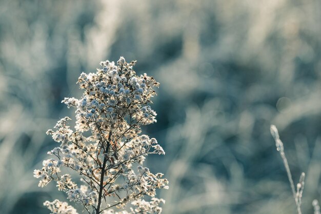 Bereiftes Gras mit Eiskristallen am frühen Herbstmorgen gefrieren WetterkonzeptxA