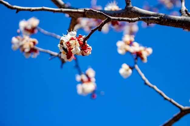Bereifung von Aprikosenblütenständen die Zerstörung von Frühlingsfrösten Monilia ist eine Pilzkrankheit, die von Bienen übertragen wird und die Bäume und die Farbe der Pflanzen befällt. Monilinia laxa-Pilz