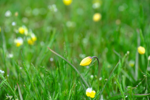 Bereit zur Blüte im ersten Frühling, ungeöffnete Blüten, gelbe Blüten im Gras, wilde Blüten in der Natur, Nahaufnahme