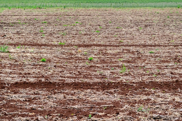 Bereiten Sie den Pflanzboden für die Maniok-Farm vor