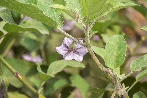 berenjena flor de berenjena