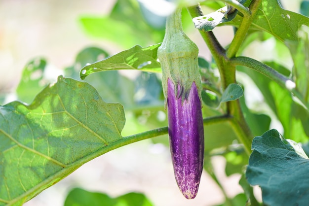 Berenjena en el jardín - Berenjena fresca orgánica orgánica de berenjena púrpura que crece en el árbol de la planta en la granja