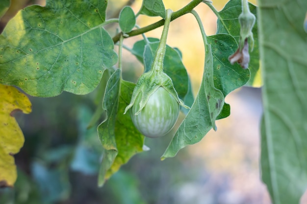 Berenjena tailandesa en el árbol en el jardín