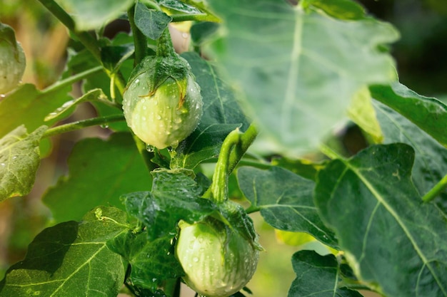 Berenjena tailandesa verde en el jardín