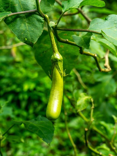 Berenjena verde en el árbol