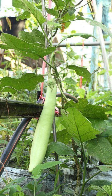 Foto berenjena verde ecológica cultivada en el propio jardín.