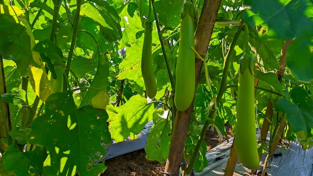 berenjenas en el campo