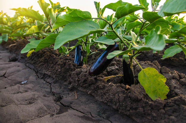 Berenjenas maduras oscuras frutas cuelgan del arbusto Granja agrícola Verduras orgánicas en la granja Producción de alimentos Solanum melongena L Agroindustria y agronegocios Cultivo en campo abierto