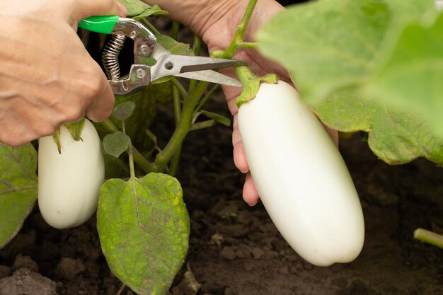 Berenjenas que crecen en arbusto en el jardín