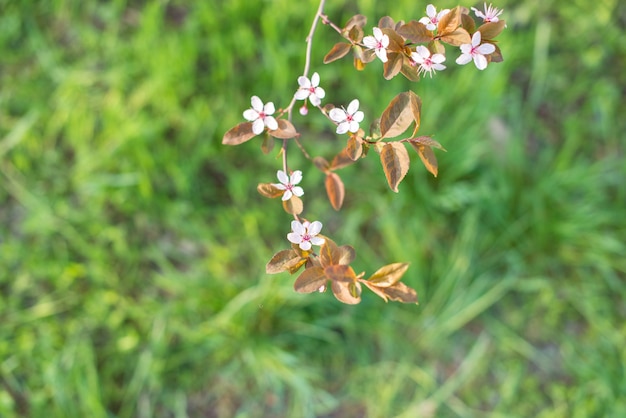 Überfliegender Ast, Überfliegender Baum