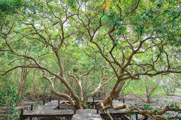 Überflutete Bäume im Mangroven-Regenwald in Thailand