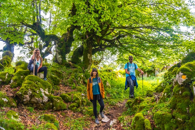 Berg Aizkorri Waldnatur