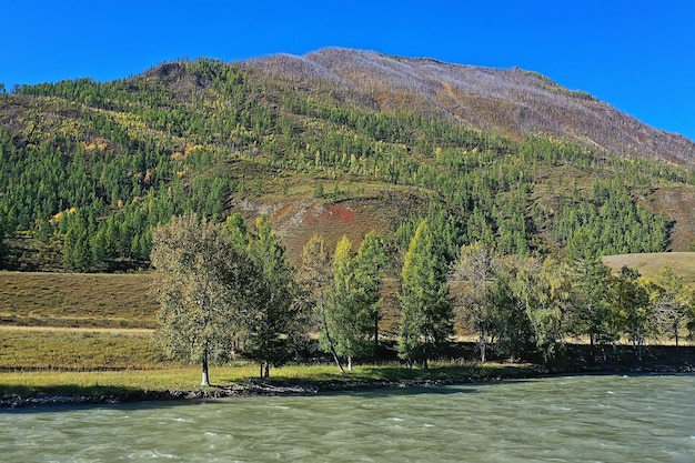 Berg Altai Fluss Draufsicht Drohne, Landschaft Altai Tourismus Draufsicht