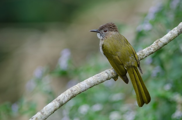 Berg Bulbul (Ixos mccellandii) in der Natur