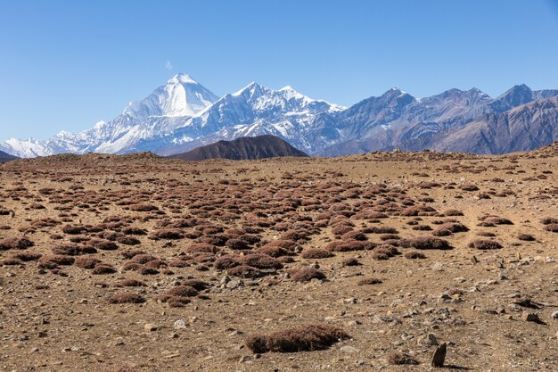 Berg Dhaulagiri und Tukuche Peak