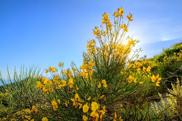 Berg gelbe Blume