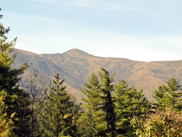 Berg hinter Pinien