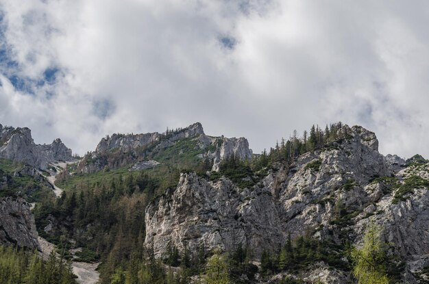 Berg und Bäume