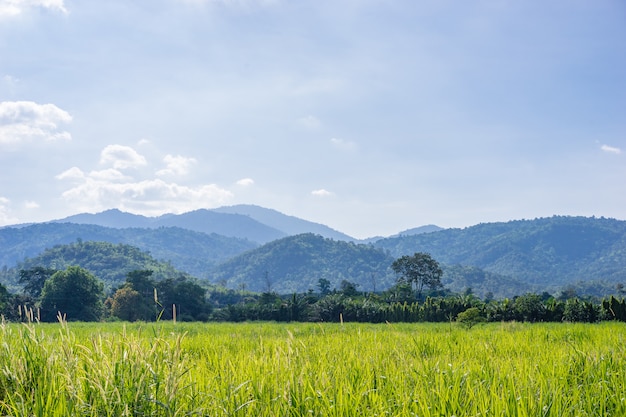 Berg und grüne Wiese in der Landschaft