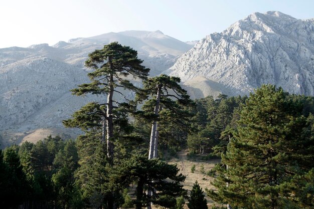 Berg- und Kiefernwald