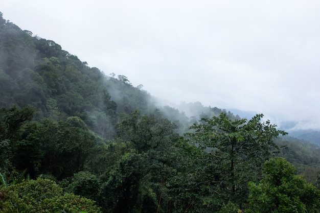 Berg und Nebel am Morgen