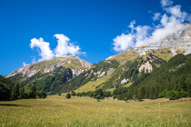 Berg- und Weidelandschaft in französischen Alpen