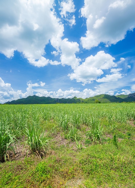 Berg- und ZuckerfarmKleine Zuckerfabrik im großen Zuckerfarmfeld mit blauem Himmel und Berg