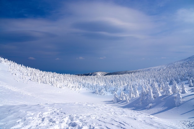 Berg Zao im Winter Schneebedeckte Bäume, die Einheimischen nennen sie Schneemonster Yamagata Japan