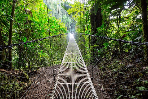 Übergabe der Brücke im grünen Dschungel, Costa Rica, Mittelamerika