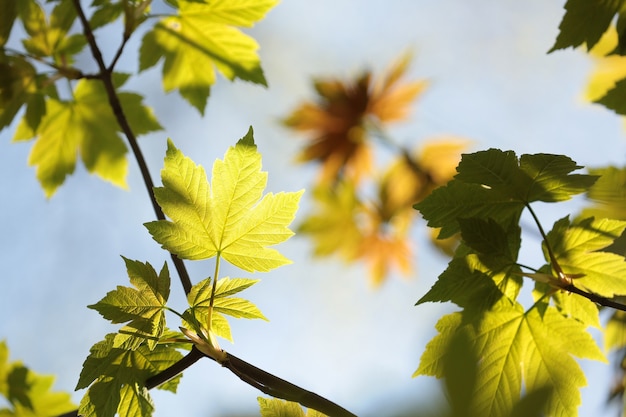 Bergahornblätter im Wald