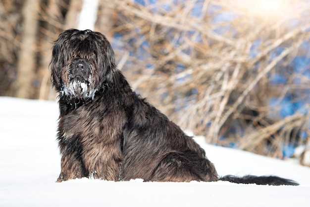 Bergamo-Schäferhund im Schnee mit eisigem Bart