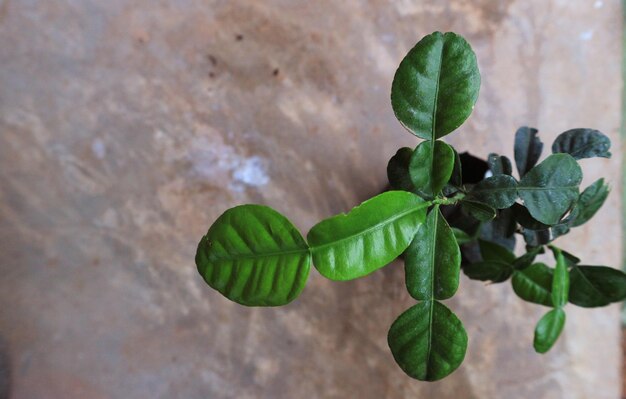 Foto bergamot in einem topf