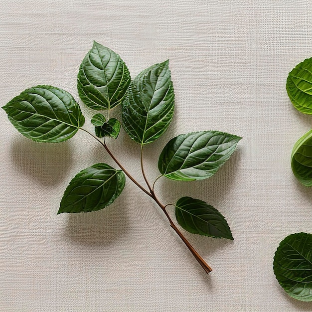 Bergamot kaffir Limettenkraut frisch isoliert auf Weiß